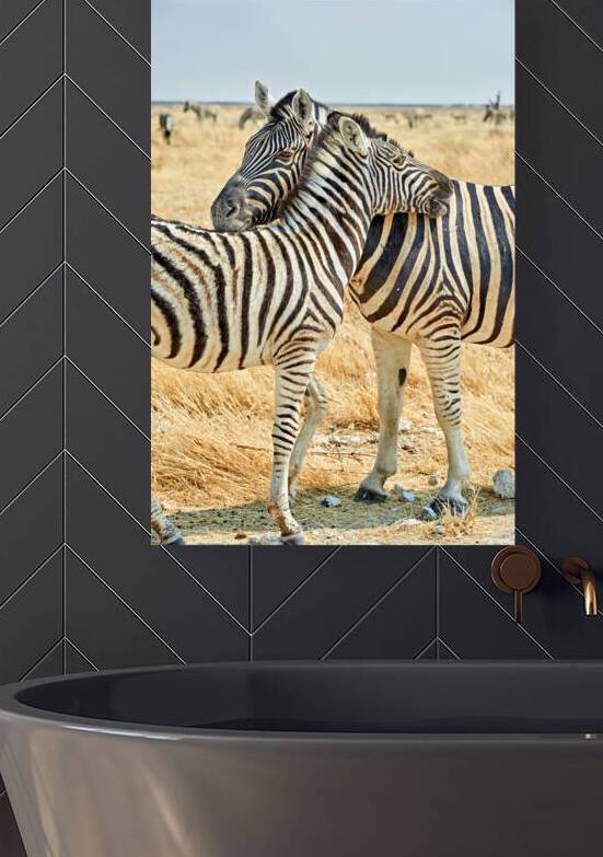 Zebras cuddle together in Etosha National Park in Namibia by Marco Brivio