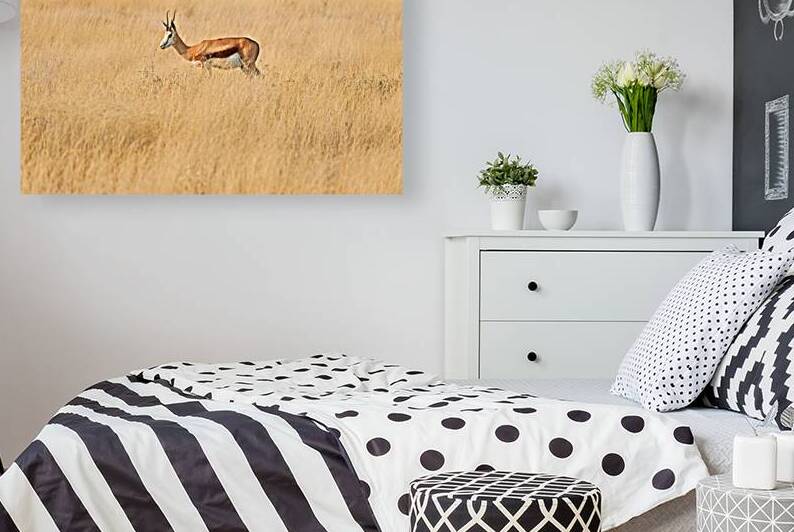 Springbok gazelle antelope walking in Etosha National Park Namib by Marco Brivio