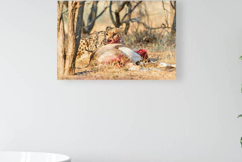 Cheetah feeding on its kill in Okonjima Reserve Namibia by Marco Brivio