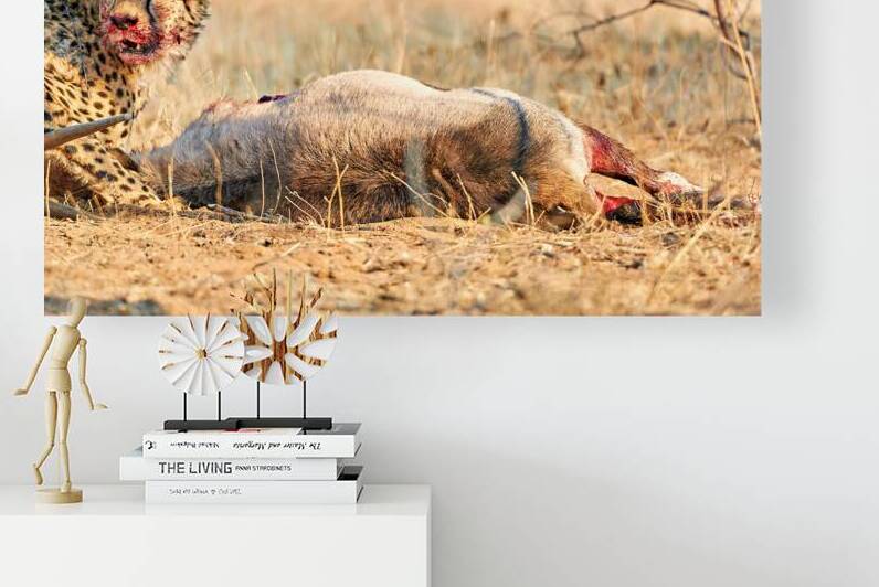 Cheetah hunts and eats in Okonjima Reserve Namibia by Marco Brivio