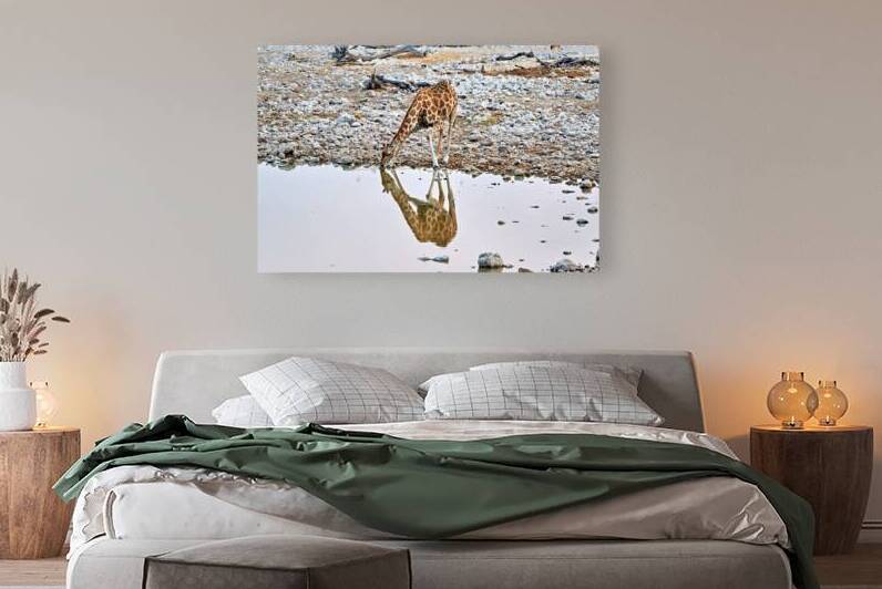 Giraffe drinks water at a waterhole in Etosha National Park Nam by Marco Brivio