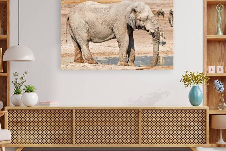 Elephant drinks water at a waterhole in Etosha National Park by Marco Brivio