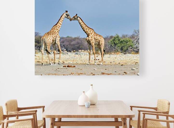 Giraffes cuddling in Etosha National Park in Namibia by Marco Brivio