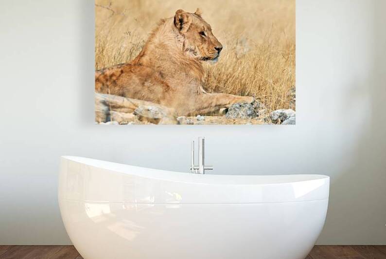 Lion resting in Etosha National Park Namibia during the day by Marco Brivio