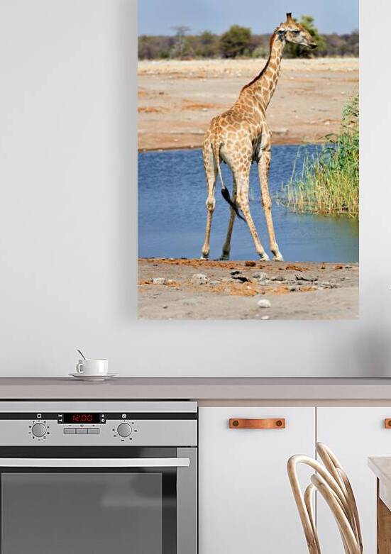 Giraffe drinks water at a waterhole in Etosha National Park Nami by Marco Brivio