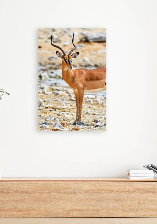 Black faced impala observed in Etosha National Park Namibia by Marco Brivio