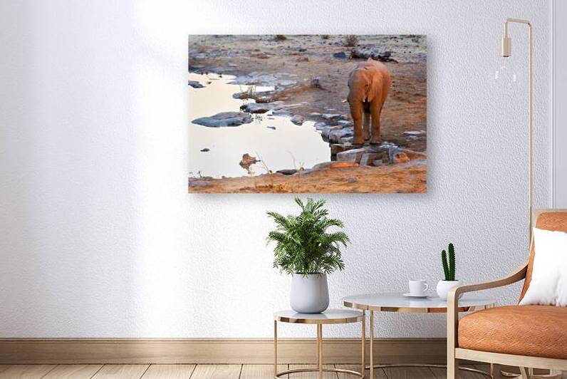 Elephant drinks at waterhole during sunset in Etosha National Pa by Marco Brivio