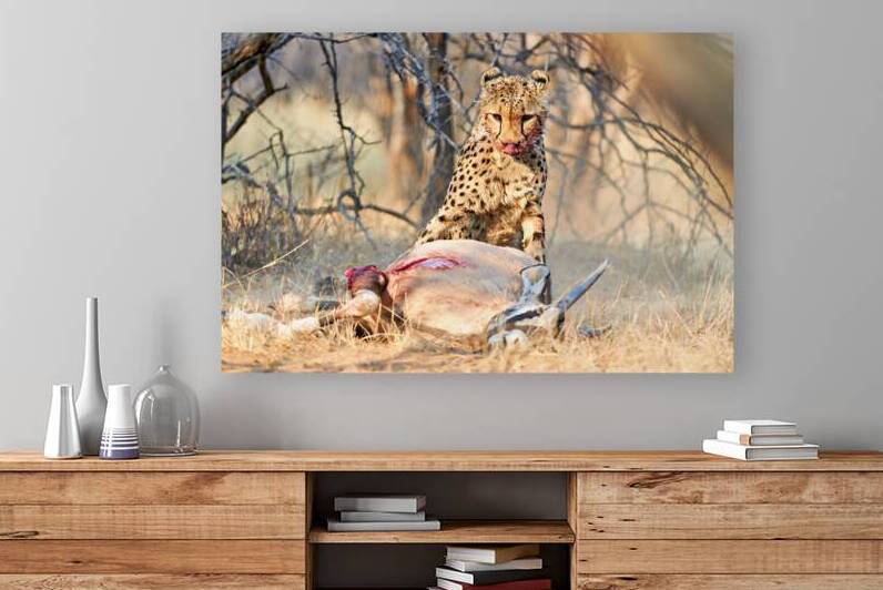 Cheetah eating prey in Okonjima Reserve Namibia during sunset by Marco Brivio