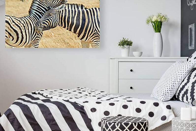 Zebras cuddle in Etosha National Park in Namibia during daylight by Marco Brivio