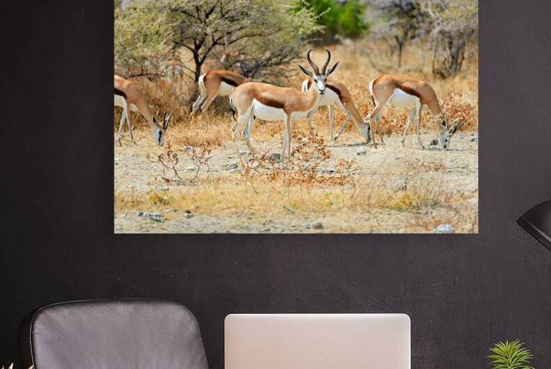 Springbok antelope in Etosha National Park of Namibia during day by Marco Brivio