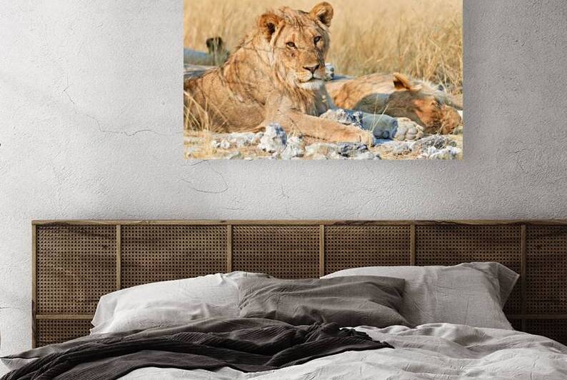 Lion resting in Etosha National Park Namibia during daylight ho by Marco Brivio
