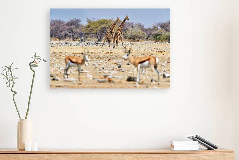 Giraffes and springboks in Etosha National Park Namibia by Marco Brivio