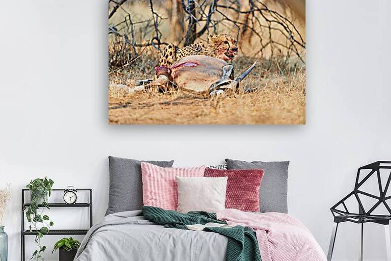 Cheetah feeding on prey in Okonjima Reserve of Namibia by Marco Brivio