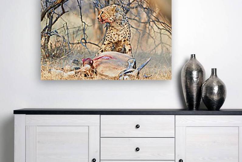 Cheetah feeds on prey in okonjima reserve in namibia by Marco Brivio