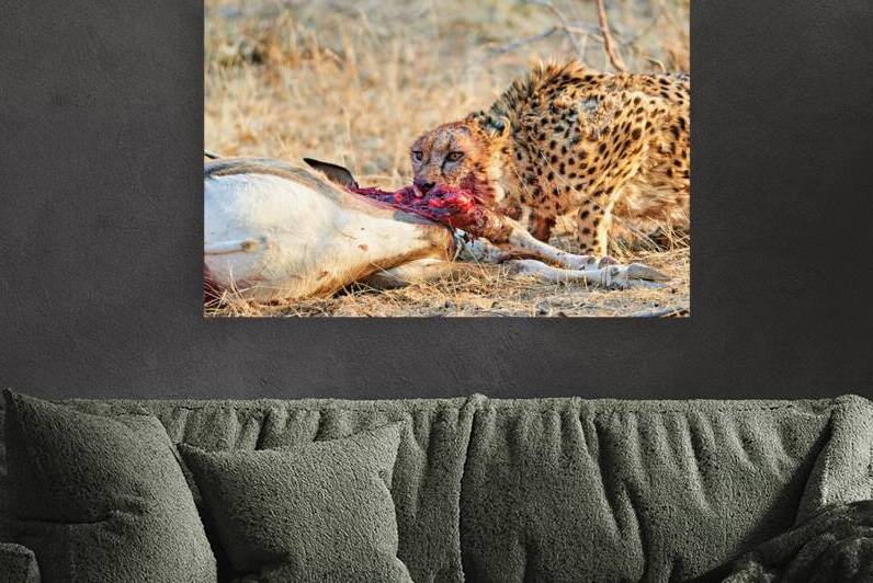 Cheetah feeding on prey in Okonjima Reserve during sunset in Nam by Marco Brivio