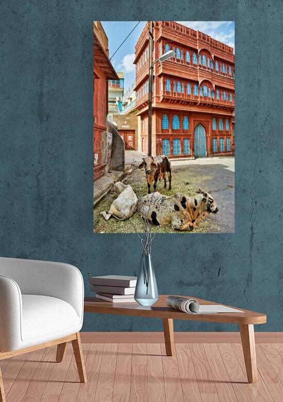 Street scene in Bikaner Rajasthan showing cows near a building by Marco Brivio