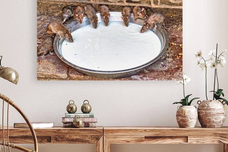 Rats sip milk at Shree Karni Mataj Temple Rajasthan by Marco Brivio