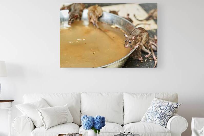 Visitors observe rats at Shree Karni Mataj Temple in Rajasthan by Marco Brivio