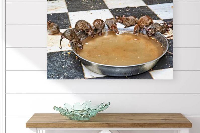 Rats gather around water bowl at Shree Karni Mataj Temple in Raj by Marco Brivio