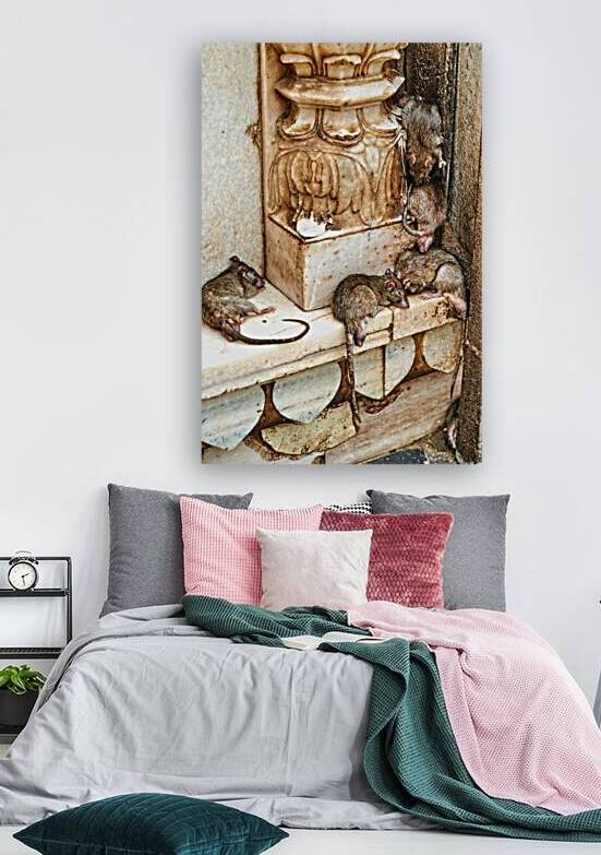 Visit to Shree Karni Mataj Temple with rats in Deshnok Rajasthan by Marco Brivio