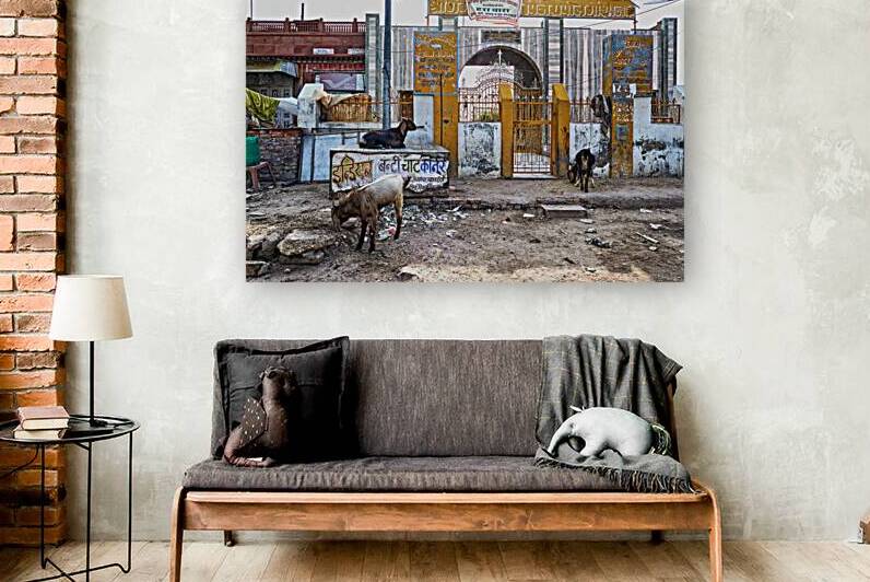 Streets of Bikaner in Rajasthan show daily life and animals by Marco Brivio