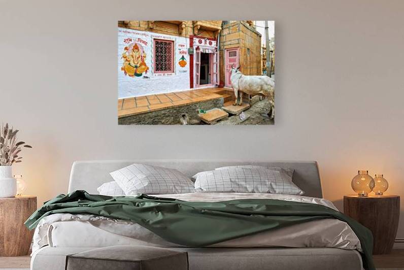 Cow standing in the streets of Jaisalmer Rajasthan India by Marco Brivio