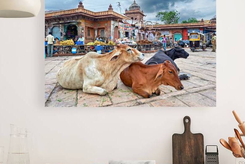 Cows resting at Sardar Market in Jodhpur Rajasthan during the d by Marco Brivio