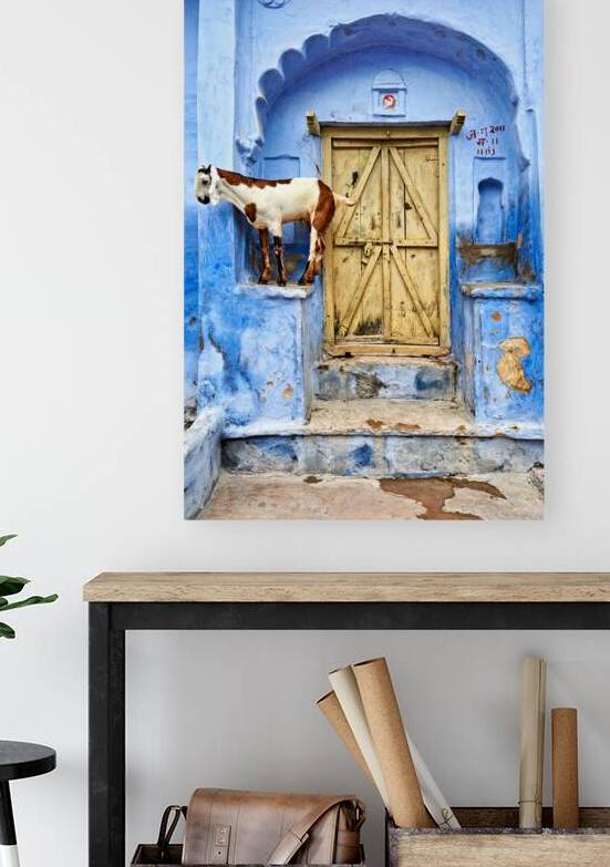 Goat standing on a wall by a wooden door in Bundi Rajasthan by Marco Brivio