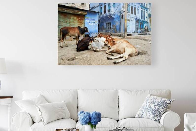 Holy cows rest in the streets of Bundi Rajasthan India by Marco Brivio