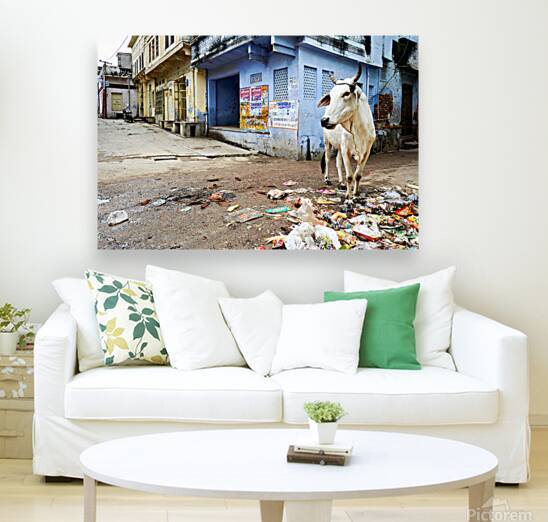 Holy cows move freely in the streets of Bundi Rajasthan India by Marco Brivio