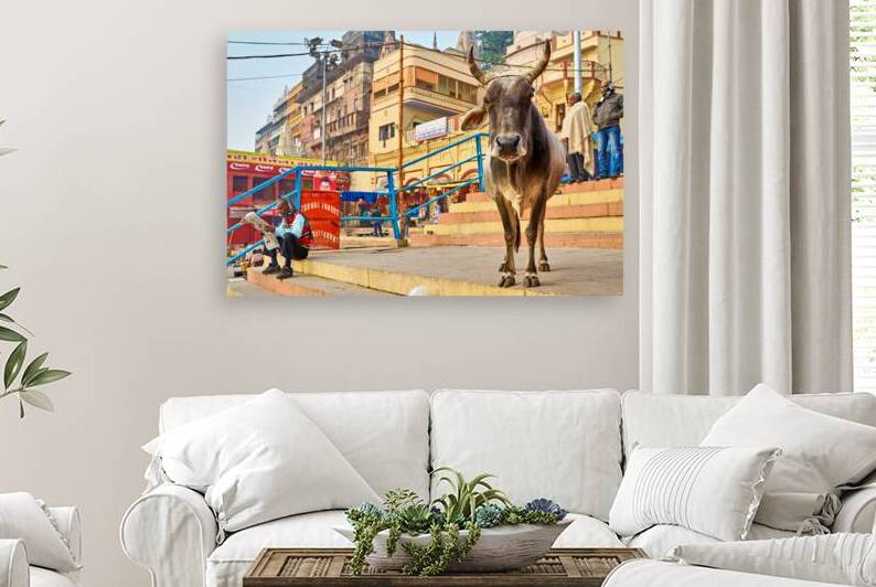 Sacred cow in Varanasi with people and shops in background by Marco Brivio