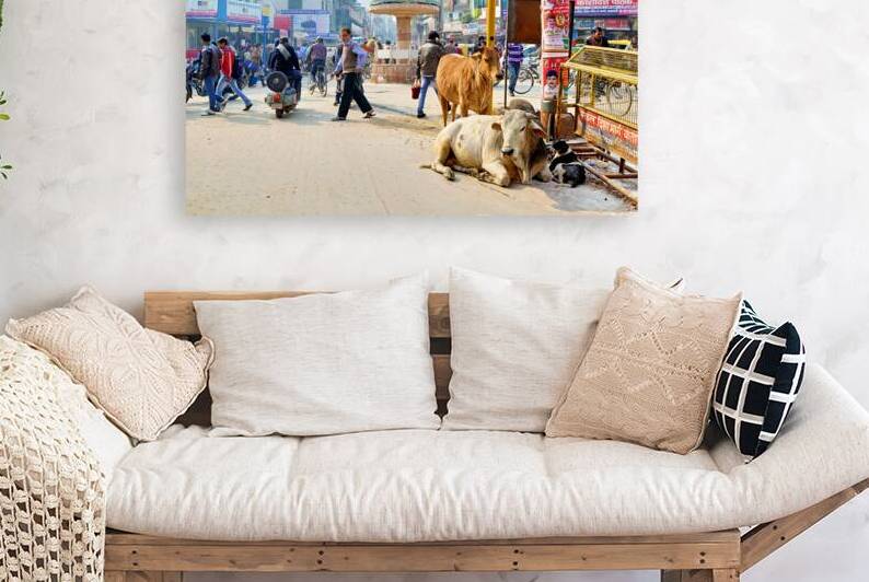 Cows roam the streets of Varanasi Benares Uttar Pradesh by Marco Brivio
