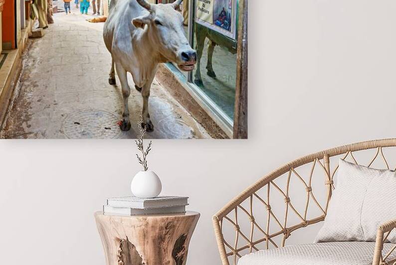 Holy cow walks through the streets of Varanasi in Uttar Pradesh by Marco Brivio