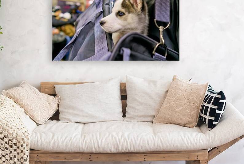 Dog riding in bag on subway in Manhattan New York City by Marco Brivio