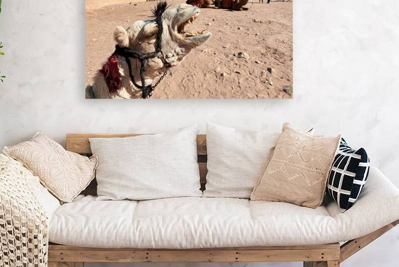 Tourists ride camels at Petra archaeological site in Jordan by Marco Brivio