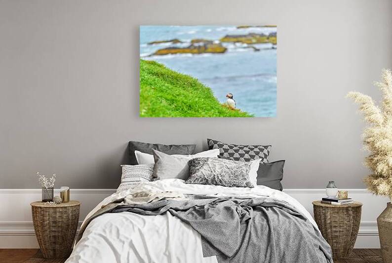 Puffin standing on green grass at Borgarfjordur Eystri Iceland by Marco Brivio