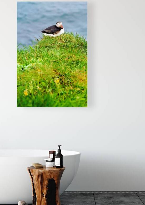 Puffin resting on grass at Borgarfjordur Eystri in Iceland by Marco Brivio
