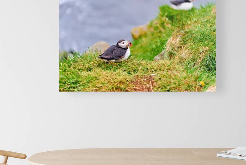 Puffin at Borgarfjordur Eystri in Iceland during summer by Marco Brivio