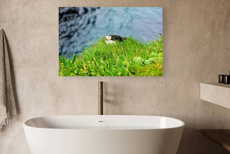 Puffin resting on grass at Borgarfjordur Eystri in Iceland by Marco Brivio