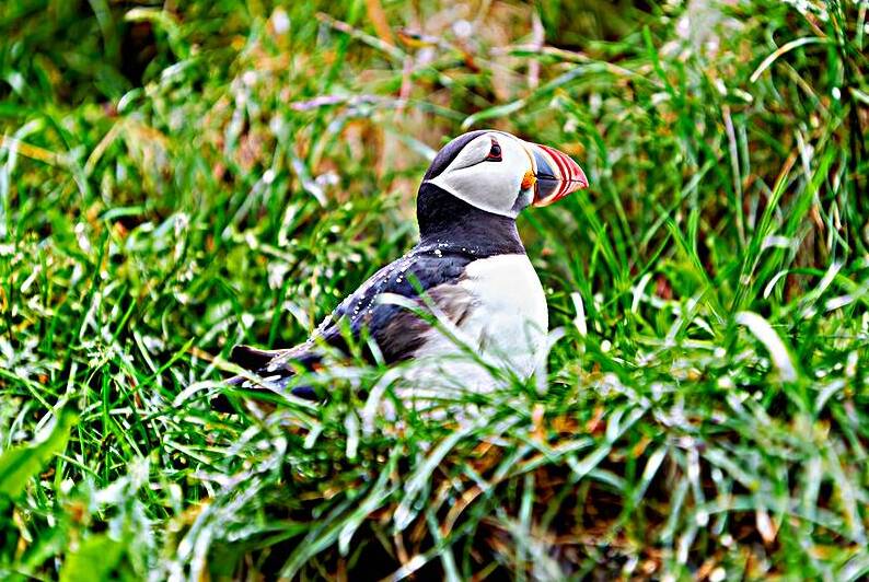 Puffin resting by grass at Borgarfjordur Eystri in Iceland by Marco Brivio