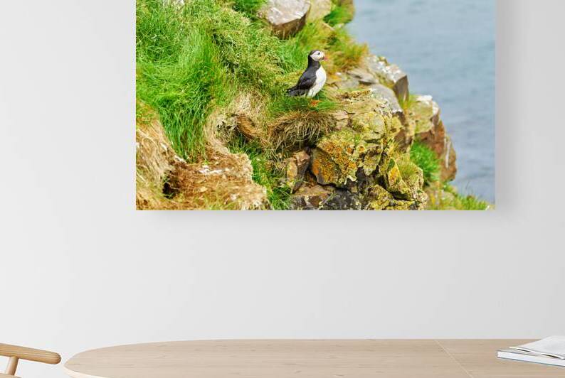 Puffin standing on rocks near Borgarfjordur Eystri in Iceland by Marco Brivio