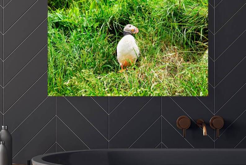 Puffin standing in grass at Borgarfjordur Eystri in Iceland by Marco Brivio