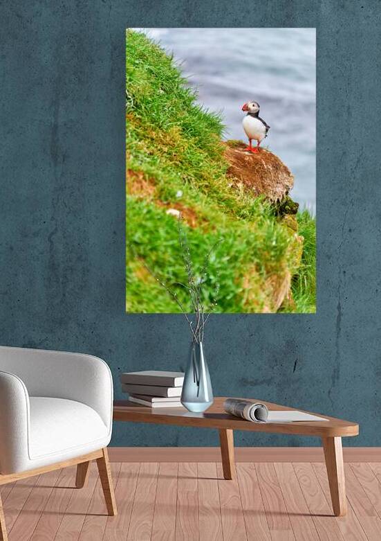 Puffin standing on grass near Borgarfjordur Eystri in Iceland by Marco Brivio
