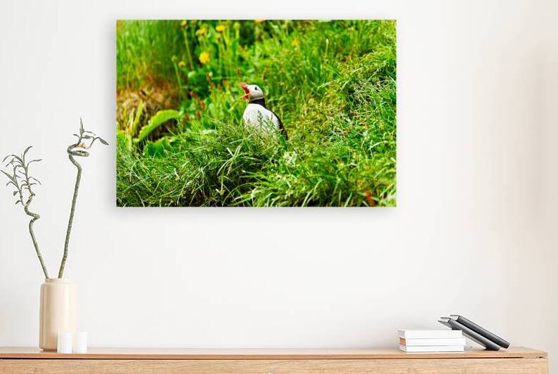 Puffin calling in Borgarfjordur Eystri Iceland by Marco Brivio