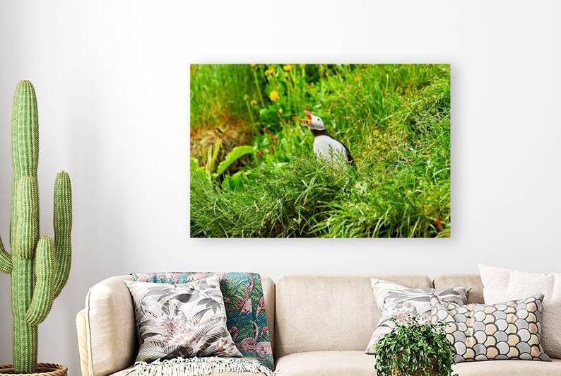 Puffin calling in Borgarfjordur Eystri Iceland during summer by Marco Brivio