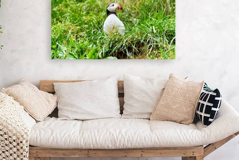 Puffin stands on grass in Borgarfjordur Eystri Iceland by Marco Brivio