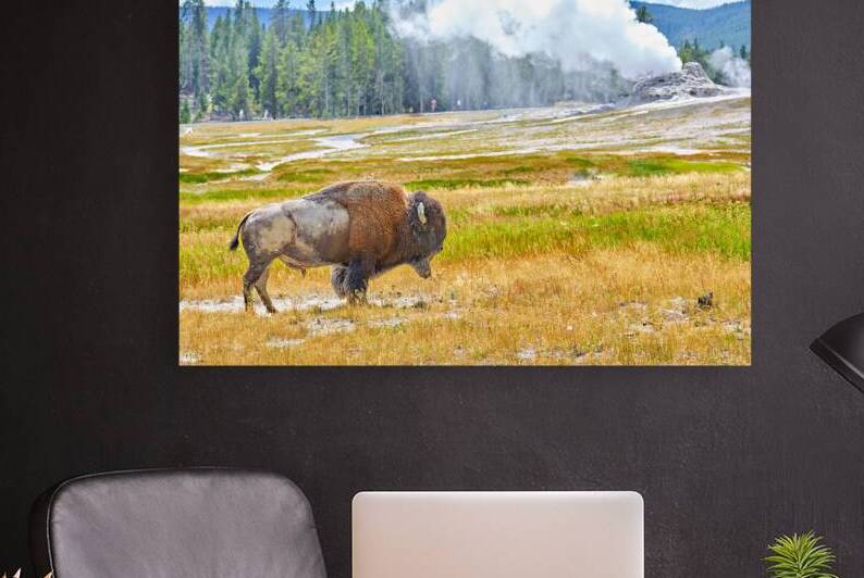 Wild bison roam in Yellowstone National Park near geysers by Marco Brivio