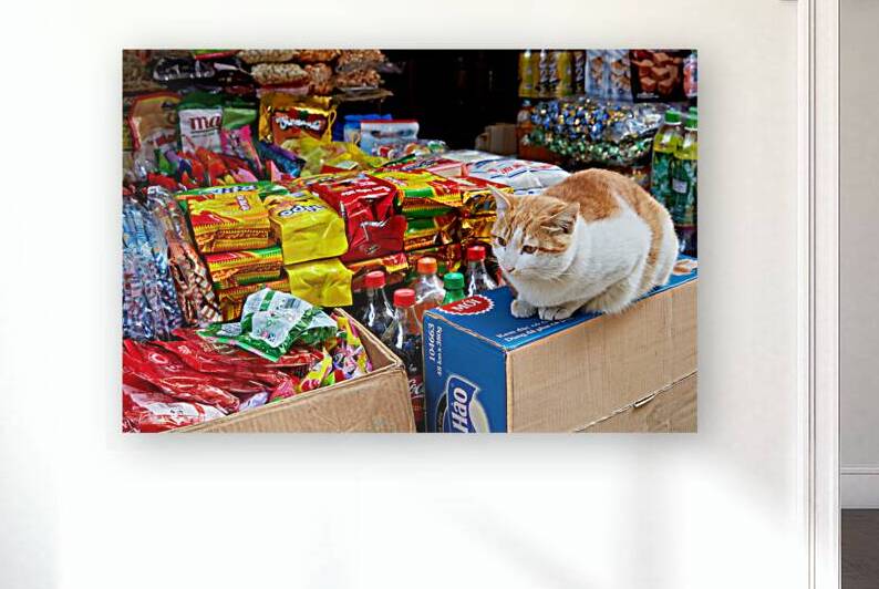 Cat sitting on boxes in Hanoi market during daytime by Marco Brivio