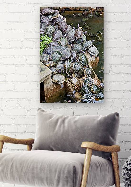 Turtles gather on a stone by the water in Saigon Vietnam by Marco Brivio