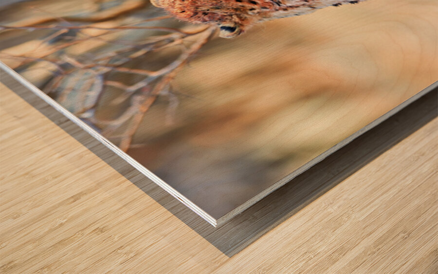 Cheetah eating after a hunt in Okonjima Reserve Namibia Wood print